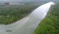 Rong ruổi phương Nam: Khám phá rừng ngập mặn ở Cần Giờ