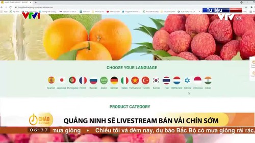 Quảng Ninh sẽ livestream bán vải chín sớm